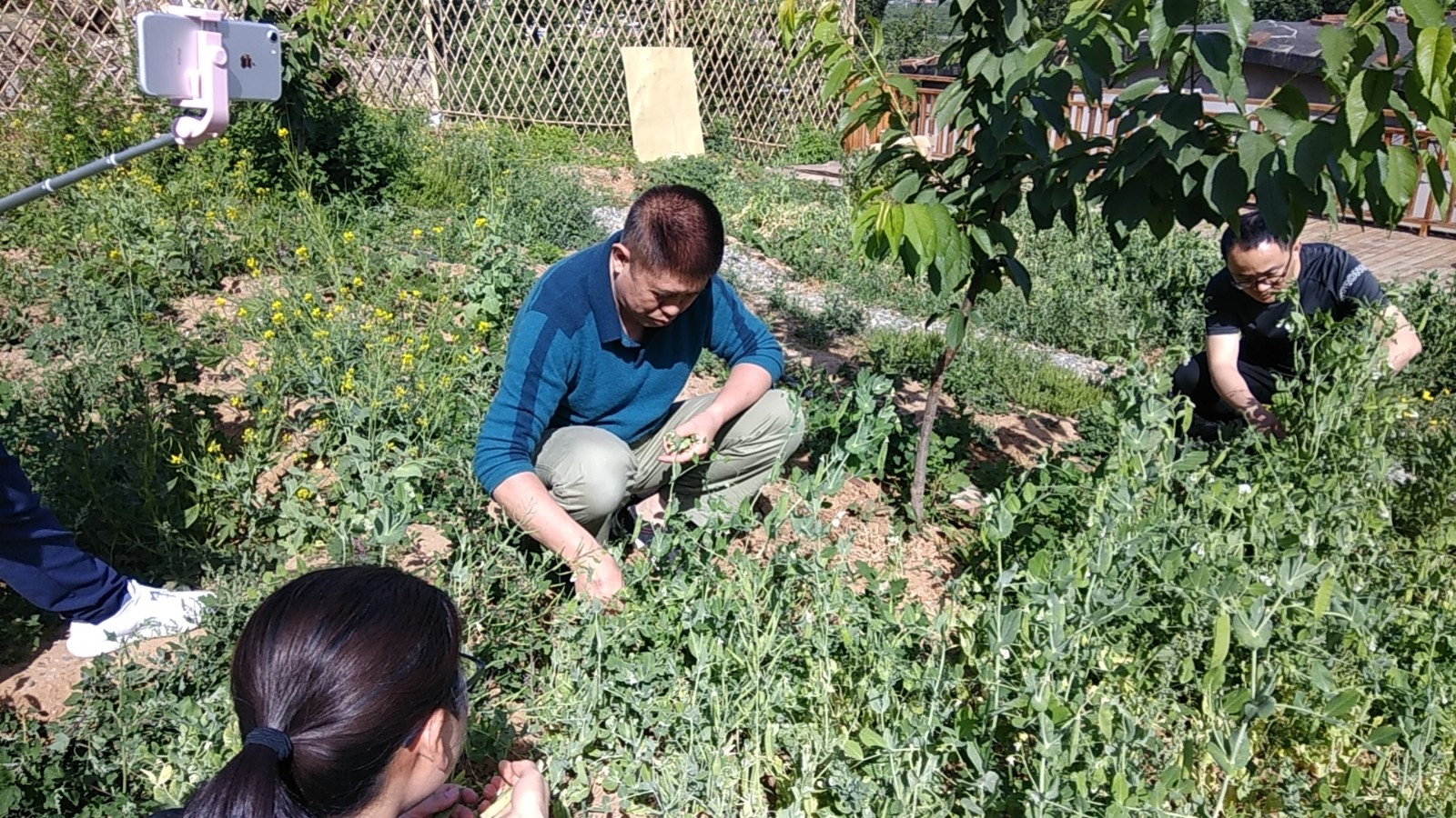 1622621548267059.jpg 1622621548267059.jpg